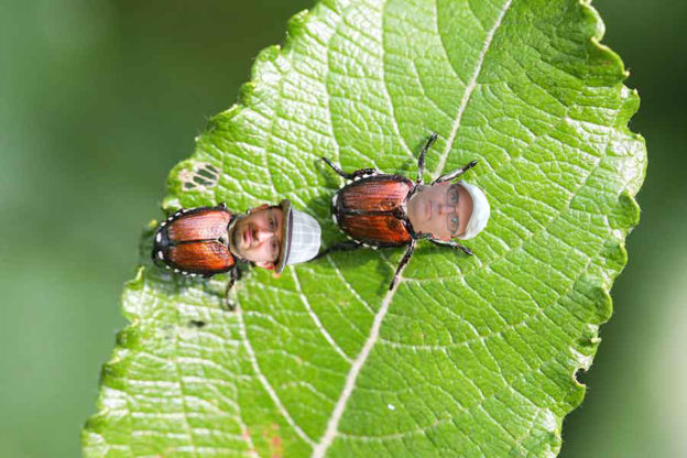 BIS japanese-beetle
